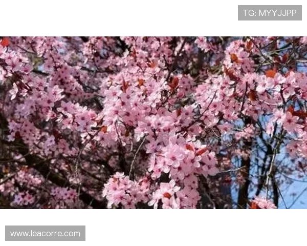 如何快速联系腾龙公司娱乐客服电话,解决游戏中遇到的账号登录与支付问题 如何快速联系腾龙公司娱乐客服电话,解决游戏中遇到的账号登录与支付问题